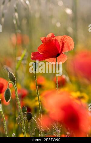 Mohn; Papaver Rhoeas; mit Corn Marigolds; Cornwall; Großbritannien Stockfoto