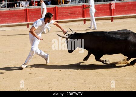 Stierkampf in Saint Laurent d'Aigouze, Camargue (Provence, Occitània, Frankreich) Stockfoto