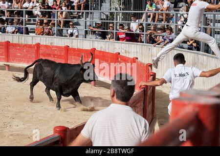 Stierkampf in Saint Laurent d'Aigouze, Camargue (Provence, Occitània, Frankreich) Stockfoto