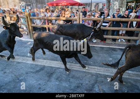 Stierkampf in Saint Laurent d'Aigouze, Camargue (Provence, Occitània, Frankreich) Stockfoto