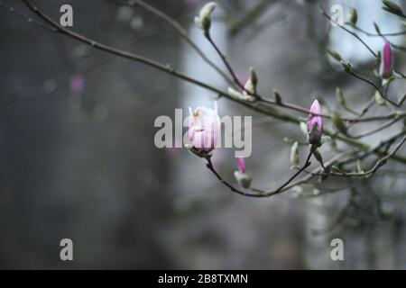 Rosa Glauca Pflanzen Stockfoto