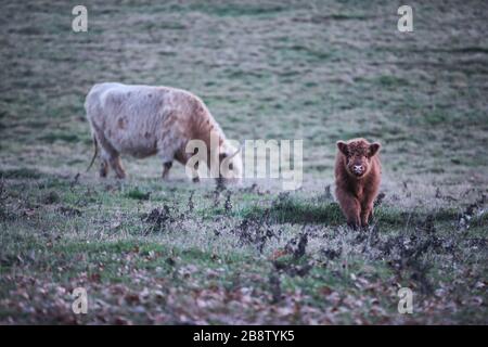 Highland Cow und Kalb für Erwachsene im Dogmersfield Park, Hampshire Stockfoto