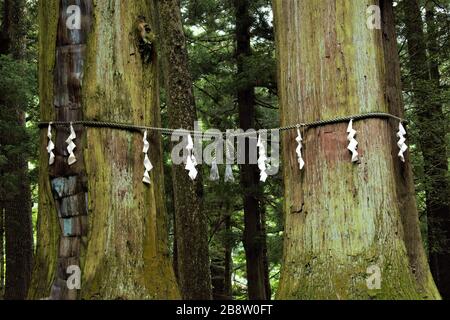 Shide auf Shimenawa um einen Yorishiro Baum am Kawaguchi Asama Shinto Schrein, Fujikawaguchiko, Japan Stockfoto