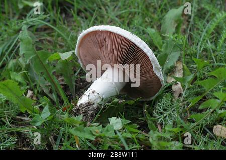 Agaricus campestris, im Allgemeinen Feldpilz oder in Nordamerika Wiesenpilz, wilder Speisepilz aus Finnland Stockfoto