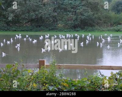 2020 überflutet Anstey, leicestershire, Großbritannien Stockfoto