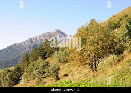 Inmitten einer grünen Wiese steht ein Baum mit roten Barschen, am Horizont ein Berg Stockfoto