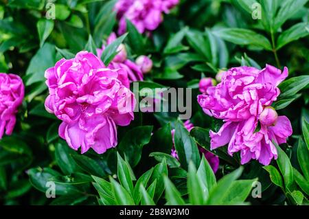 Eine rosafarbene Blume, die gerade im grünen Gras mit gelben Pollen blüht Stockfoto
