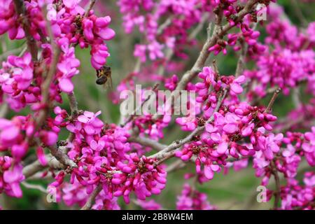 Leuchtend rosafarbene Cercis Baumblumen. Biene an einer Rotbudenblume. Frühling Stockfoto