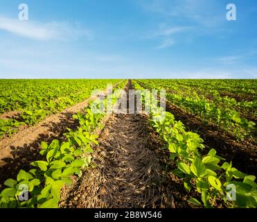 Landwirtschaftliche Sojapflanzen auf einem riesigen Feld. Grün wachsende Sojabohnen Pflanzen gegen blauen Himmel Stockfoto