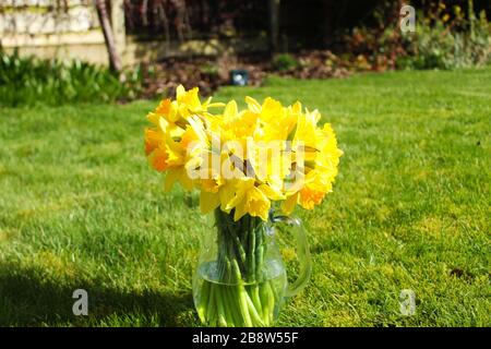 Ein Glas Narzissen in einem Garten an einem Frühlingmorgen Stockfoto