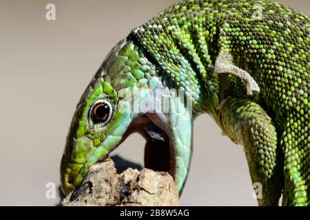 Porträt von Western Green Lizard, Lacerta bilineata, beißend Südfrankreich Stockfoto