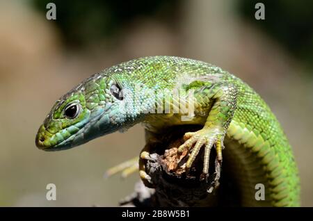 Porträt der westgrünen Lizard, Lacerta bilineata, in Südfrankreich Stockfoto