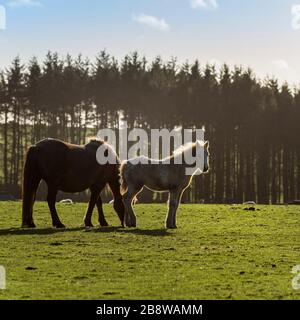 Ein Bodmin Pony und ihr Fohlen weideten auf einem Feld in der Nähe von Bodmin Moor in Cornwall. Stockfoto