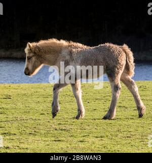 Ein bodmin Pony Fohlen zu Fuß in einem Feld in der Nähe von überfüllt Reservoir in Cornwall. Stockfoto