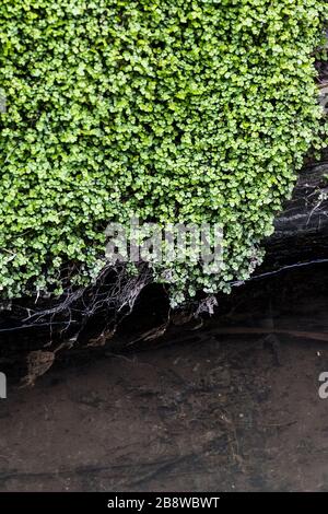 Babys Tränen Soleirolia soleirolii, die an einer Wand in der Nähe eines Baches wachsen. Stockfoto