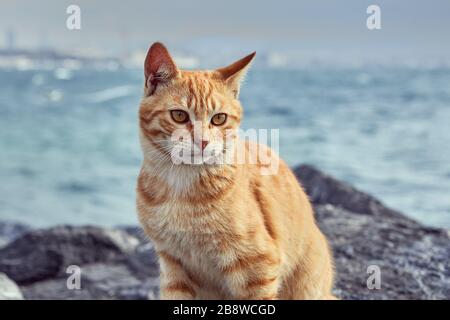 Gestreifte rote Katze sitzt auf Küstenfelsen nahe der Straße zum Goldenen Horn in der Türkei in Istanbul. Streunende Tiere an der Küste im Winter. Stockfoto