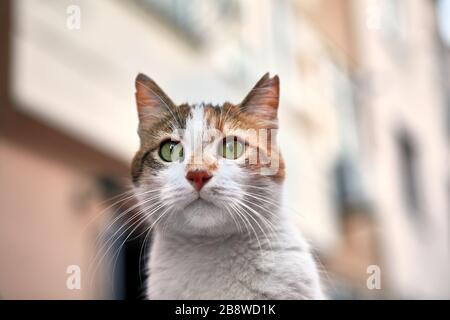 Porträt einer Straßenkatze aus der türkischen Stadt Istanbul. Ein verirrtes Tier im Winter im Freien. Stockfoto