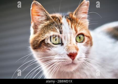 Nahaufnahme des Porträts einer streunenden Straßenkatze mit hübschem Gesicht und grünen Augen. Obdachlose Tiere im Winter in Istanbul. Stockfoto