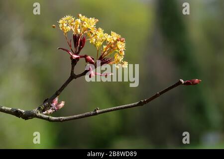 Norwegen Ahorn Goldsworth Purple, Acer Platanoides Goldsworth Purple in Flower während des frühen Frühlings mit unfokussiert Hintergrund Stockfoto