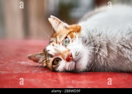 Eine streunende Katze ruht auf dem Dach eines roten Autos im türkischen Istanbul. Stockfoto