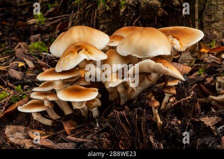 Agrocybe aegerita, wächst auf einem Totenkopchen im Wald. Spanien Stockfoto