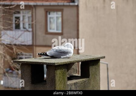 Meeresgull in städtischer Umgebung. Ein Vogel ruht auf dem Dach eines Mehrfamilienhauses, er befindet sich auf einem Betonluftkanal. Stockfoto