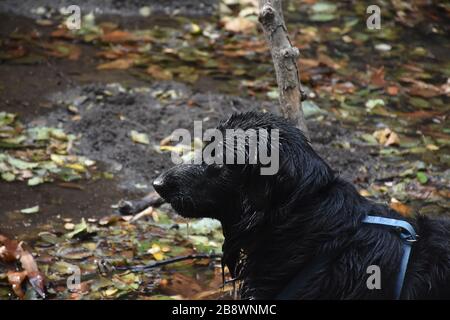 Seitenprofil eines nassen schwarz flach beschichteten Retriever Hundes. Stockfoto