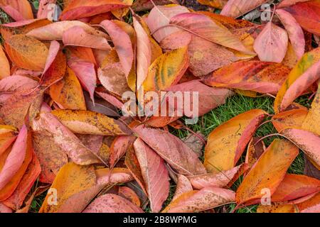 Ein Blattteppich in einem englischen Holz im Herbst Stockfoto