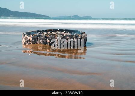 Ein alter und gebrauchter LKW- oder Traktorreifen mit angebauten und darauf lebenden Schalen wusch am Strand an Land. Stockfoto