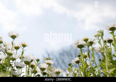 Von unter weißem englischem Gänsegarten mit dem Himmel im Hintergrund aufgenommen. Nahaufnahme und Makroaufnahme. Stockfoto