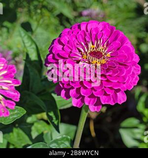 Blühende Zinnias, zinnia, im Garten Stockfoto