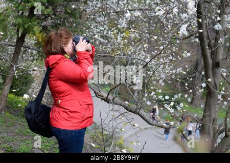 Junge, schwanger gebliebene Frau, die in einem Stadtpark weiße, rosa Magnolienblumen fotografiert. Botanischer Garten Von Fomin. Kiew, Ukraine Stockfoto