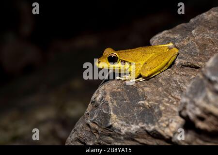 Nördliche steinige Bachfrösche (Litoria jungguy) in der Nähe von Wasser nachts im Regenwald von Queensland, Australien Stockfoto