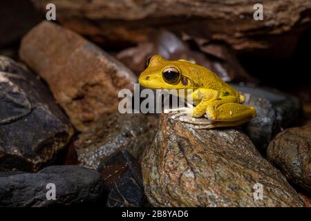 Nördliche steinige Bachfrösche (Litoria jungguy) in der Nähe von Wasser nachts im Regenwald von Queensland, Australien Stockfoto