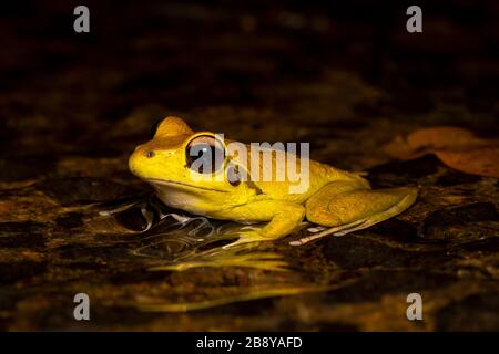 Nördliche steinige Bachfrösche (Litoria jungguy) in der Nähe von Wasser nachts im Regenwald von Queensland, Australien Stockfoto