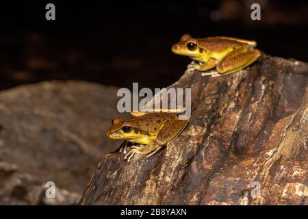 Nördliche steinige Bachfrösche (Litoria jungguy) in der Nähe von Wasser nachts im Regenwald von Queensland, Australien Stockfoto