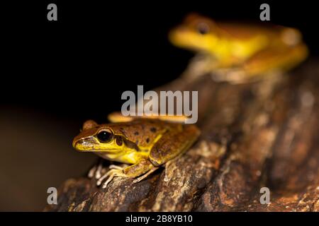 Nördliche steinige Bachfrösche (Litoria jungguy) in der Nähe von Wasser nachts im Regenwald von Queensland, Australien Stockfoto