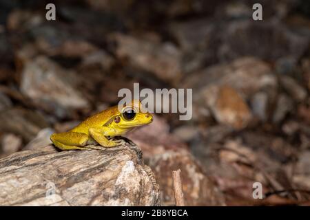 Nördliche steinige Bachfrösche (Litoria jungguy) in der Nähe von Wasser nachts im Regenwald von Queensland, Australien Stockfoto