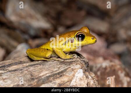 Nördliche steinige Bachfrösche (Litoria jungguy) in der Nähe von Wasser nachts im Regenwald von Queensland, Australien Stockfoto