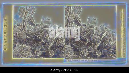 Cactus Giganten, San Jose, 1864, Lawrence & Houseworth, amerikanisch, aktive 1860-er, Vereinigte Staaten, Albumen-Druck, Stereo, Nr. 75 aus der Serie California, neu von Gibon vorgestellt, Design von warmem, fröhlichem Leuchten von Helligkeit und Lichtstrahlen. Klassische Kunst mit moderner Note neu erfunden. Fotografie, inspiriert vom Futurismus, die dynamische Energie moderner Technologie, Bewegung, Geschwindigkeit und Kultur revolutionieren. Stockfoto