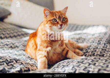 Ingwerkatze entspannt sich auf der Couch im Wohnzimmer, das in lustiger Pose auf der Decke liegt. Haustier, das zu Hause Sonne genießt Stockfoto