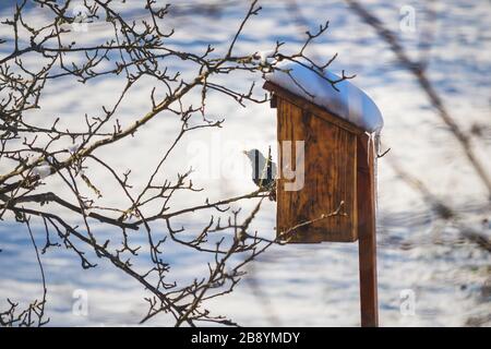 starling sitzt im Winter auf einem Baumzweig, in der Nähe eines Vogelhauses Stockfoto