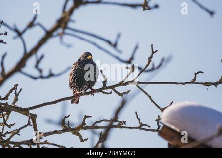 starling sitzt im Winter auf einem Baumzweig, in der Nähe eines Vogelhauses Stockfoto