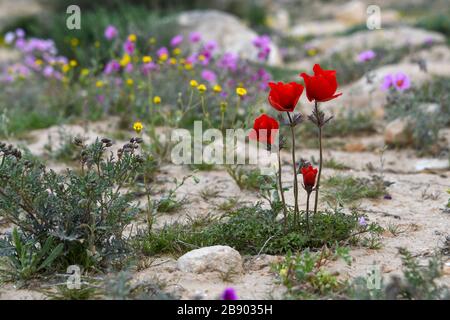 Rote Anemone coronaria, Mohn Anemone, Spanisch marigold oder Windblume, ist eine im Metier heimische Art der blühenden Pflanze in der Gattung Anemone Stockfoto