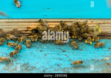 Honigbienen schwärmen und umherfliegen ihren Bienenstock - selektiver Fokus Stockfoto