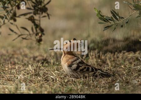 Upupa Epops, Eurasischer Hoopoe-Vogel auf der Suche nach Gruben Stockfoto