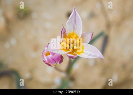 Die polychrome Tulpe (Tulipa polychroma Stapf) ist eine blühende Pflanze in der Tulpenfamilie Tulipa (Biflores Gruppe sensu Hall), Familie Liliaceae. Das ist so Stockfoto