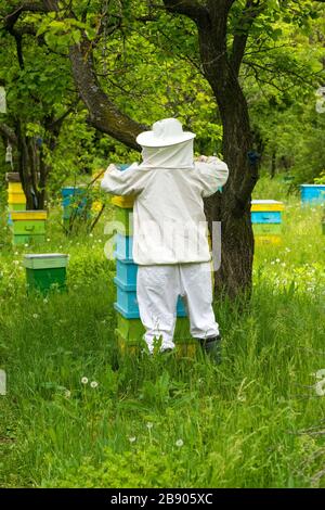 Imker arbeiten an seinen Bienenstöcken im Garten - Kopierraum Stockfoto