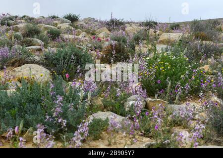 Nach einer seltenen Regenzeit in der Negev-Wüste, Israel, sprießen unzählige Wildblumen und blühen. Fotografiert bei den Lotz-Zistern in der Nege Stockfoto