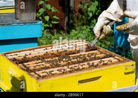 Imker arbeiten an seinen Bienenstöcken im Garten - Kopierraum Stockfoto